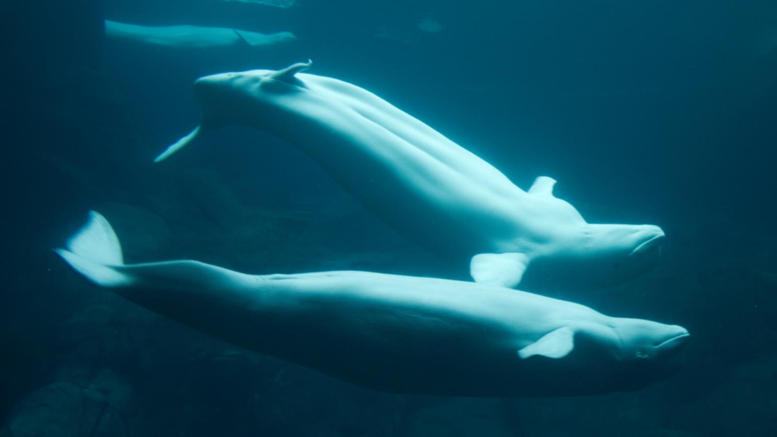 Who is Chanty Beluga? The comedian behind the internet's favorite person who doesn't exist